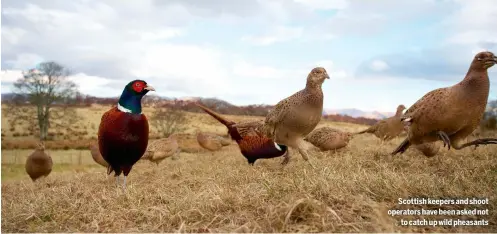  ??  ?? Scottish keepers and shoot operators have been asked not
to catch up wild pheasants