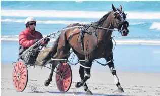  ?? PHOTO: JONNY TURNER ?? There for the taking . . . Titan Banner, seen here with Mike Love, is a leading chance in the feature Hannon Memorial at Oamaru tomorrow.