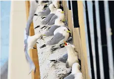  ??  ?? Kittiwakes on a ledge by the Tyne. Inset, Peter Stranney of Durham Wildlife Trust