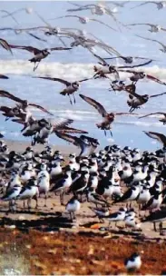  ??  ?? On transit: Migratory waterbirds photograph­ed by T Wetlands Day.