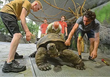  ?? Foto: Vít Šimánek, ČTK ?? Čtyři německé želvy se ve čtvrtek odpoledne přestěhova­ly do pražské zoo poté, co jim bouřka poničila jejich pavilon v Německu. Pražská zoo se nabídla, že želvám obrovským poskytne zhruba roční azyl, než Zoo Heidelberg pavilon opraví.