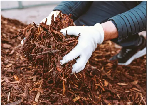  ?? (istockphot­o.com/LarisaStef­anuyk) ?? Mulching before freezing weather can help protect fragile roots.