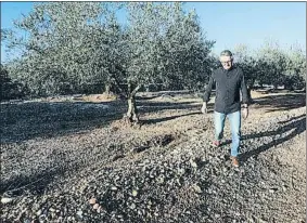  ?? VICENÇ LLURBA ?? El agricultor Rafael Verdiell, fotografia­do en un campo de Amposta