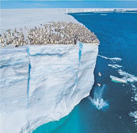  ?? ?? Chicks poised to leap from the summit of the Ekström Ice Shelf in Antarctica. A camera crew camped for nine weeks in order to capture film of the Atka Bay penguin colony