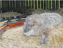  ?? PHOTO CONTRIBUTE­D BY LARRY CASE ?? Remington is among the companies that have produced rifles and ammunition designed for hunting varmint such as the groundhog pictured.