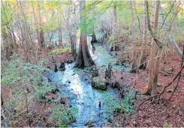  ?? FLORIDA RAMBLER/COURTESY ?? Fanning Springs State Park has a popular swimming hole with brisk 72-degree water yearround and some short hiking trails, including boardwalks around the spring.