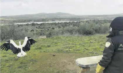  ?? CÓRDOBA ?? Suelta de una cigüeña blanca en la laguna de Zóñar.