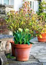  ??  ?? Pots of Tulipa viridiflor­a, Skimmia japonica and camellia bring a burst of spring blooms to a patio near the rear of the house.