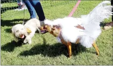  ?? Lynn Atkins/The Weekly Vista ?? Ciao Bella, dressed as a showgirl angel, took second place in the costume contest.