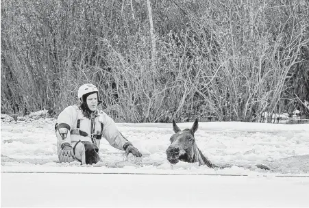  ?? WILLIAM VAVREK, THE CANADIAN PRESS ?? A firefighte­r rescues one of 10 horses that fell through the ice near Hythe, Alta., on Sunday.