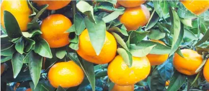  ?? PHOTOGRAPH COURTESY OF WIKIPEDIA ?? ASIDE from controllin­g CRB in Satsuma mandarin, EPF may also be used to control CRB in calamansi in the MIMAROPA region and Red Chandler Pummelo in Davao City.