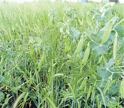  ??  ?? Pea barley intercropp­ing has been developed by a few enthusiast­ic, progressiv­e and environmen­tally-conscious Scottish growers.