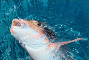  ?? Photo / Geoff Thomas ?? Snapper are running well off the west coast.