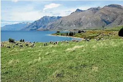  ??  ?? Merino sheep and multi-million dollar views.