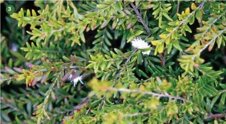  ?? PHOTOS: MIKE WELLS ?? 3 GOOD GUYS: Most ladybird beetles and their larvae are great for our gardens, as they are predators of soft-bodied pests such as aphids, scale and mealybugs. Looking a bit like mealybugs themselves (but moving much faster!), these Coccidulin beetle...