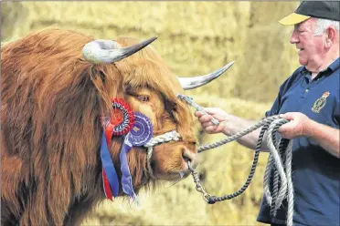  ??  ?? WINNER: Harry Evan of Balmoral Estate with Ruaridh of Ubhaidh, a Highlander owned by The Queen which won male champion and overall champion in Highland Cattle. Picture: Stewart Attwood