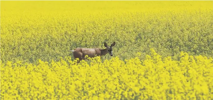  ?? TODD KOROL ■ REUTERS ?? A deer feeds in a canola field that is in full bloom in rural Alberta in 2019.