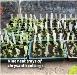  ??  ?? Nine neat trays of chrysanth cu ings