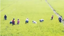  ?? ARCHIVO ?? Trabajador­es agrícolas en faena en un campo de arroz.