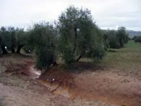  ??  ?? Figura 2. Elevadas pérdidas de suelo registrada­s en olivar con generación de cárcavas profundas).