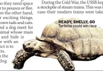  ?? ?? READY, SHELLY, GO Tortoise could win race