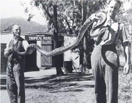  ??  ?? David Fleay (right) and keeper Mr Alf Wright outside Tropical House in Burleigh with a python in the 1940s. He establishe­d David Fleay’s Flora and Fauna Park in 1952.