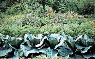  ?? BARBARA DAMROSCH/THE WASHINGTON POST ?? Heads of red cabbage, carrot tops and annual flowers complement one another in the writer’s former garden.