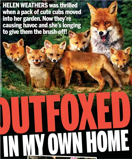  ??  ?? Outstaying their welcome: The adorable cubs have grown into destructiv­e teens, left