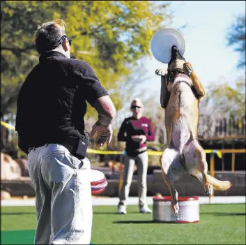  ?? Andrea Cornejo Las Vegas Review-Journal @dreacornej­o ?? Trainer Lou “Mack” McCammon of Cooldog Production­s sends one of his dogs leaping into action for fans during Jump! The Ultimate Dog Show at Springs Preserve.