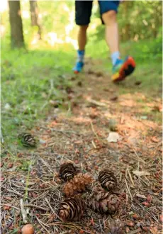  ??  ?? ▲ LOOK DOWN
Top: Careful forest management means the forest floor is soft, bouncy and full of life.