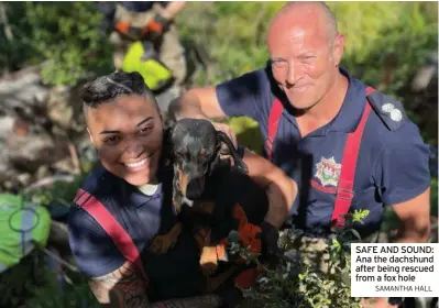  ?? SAMANTHA HALL ?? SAFE AND SOUND: Ana the dachshund after being rescued from a fox hole