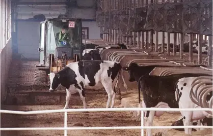  ??  ?? CHINA: This picture shows a worker driving a tractor amongst cows inside a dairy farm near Gannan county, Heilongjia­ng province. —AFP Photos