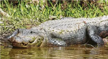  ?? Shannon Tompkins / Houston Chronicle ?? Despite alligators’ fierce facade, they are normally reclusive, diffident wildlife. Exceedingl­y rare dangerous encounters almost always involve people whose actions place them in harm’s way of gators that have become acclimated to humans through illegal feeding.