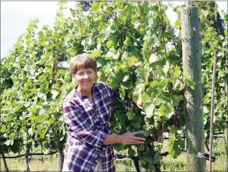  ?? SUSAN McIVER/Special to the Herald ?? Denice Hagerman, above, has years of experience as a producer of wine grapes, winery owner and winemaker. “You need great grapes to make great wine,” she said.