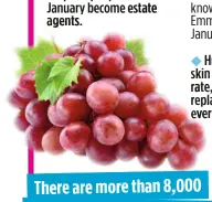  ?? ?? Thereearea­re morethanmo­reth 8,000 differentv­arieties of grapes, believe it or not!