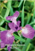  ??  ?? Siberian iris ‘Towanda Red Flare’.