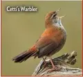  ??  ?? Cetti’s Warbler