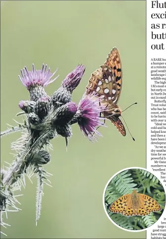  ??  ?? COMEBACK: Endangered high brown fritillari­es are making a bumper early appearance at Heddon Valley, in North Devon, thanks to the good weather and the way the landscape is being managed.