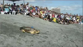  ?? PHOTOS BY CODY JACKSON — THE ASSOCIATED PRESS ?? A loggerhead sea turtle named Rocky was released into the Atlantic Ocean on Wednesday, in Juno Beach, Fla after spending six weeks rehabbing at Loggerhead Marinelife Center.