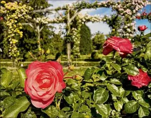  ?? ?? Bagatelle's classic rose garden features myriad varieties of the "queen of flowers."