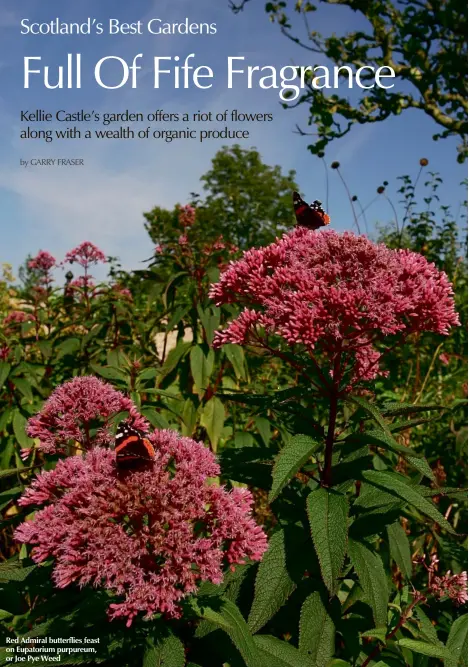  ??  ?? Red Admiral butterflie­s feast on Eupatorium purpureum, or Joe Pye Weed