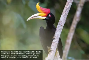 ??  ?? Rhinoceros Hornbill is listed as Vulnerable. Habitat destructio­n has led to the loss of the large trees the species requires for breeding, which in turn makes it easier for poachers to find the birds.