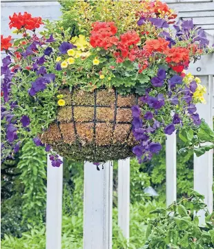  ??  ?? Flowers begin to blossom in their hanging basket with the proper tender, loving and care as the warmer weather starts to come in.