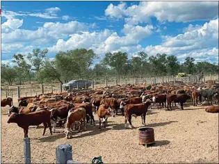  ??  ?? DEFENSA. Una parte de los animales se encontró en un campo de José Alperovich. Él dice ser víctima del ruralista Luis Magliano.