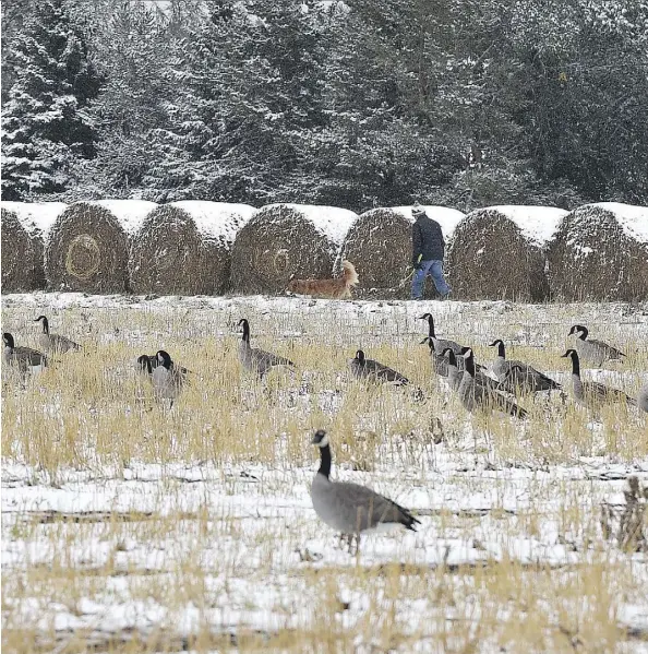  ?? ED KAISER ?? Geese try to scrounge some fallen grain on a snowy, harvested field at the University of Alberta farm as the cold weather continued Thursday.