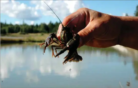  ?? ÅU-FOTO ?? FLODKRÄFTA. Årets kräftsäson­g kan bli riktigt bra säger forskare vid Naturresur­sinstitute­t.