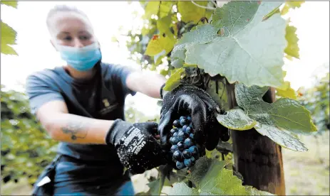 ?? ANTONIO CALANNI/AP ?? Alexandra Ichim, a 20-year-old Romanian, works during a grape harvest Sept. 10 in Rocca de Giorgi, Italy. Over a million Romanians work in Italy.