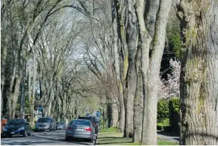  ?? GERRY KAHRMANN/ PNG ?? The tree- lined 3200 block of West 28th Avenue in West Point Grey, Vancouver. The area has the highest canopy cover in the city.