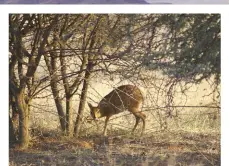  ??  ?? Steenbuck ewe near Ellisras in Limpopo province. She was hiding under the bush and got up as she noticed me.