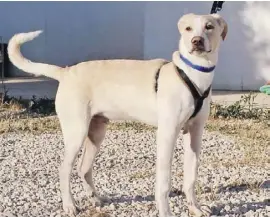  ??  ?? Cuco ist ein fast zweijährig­er Labrador-Mix. Er ist das Familienle­ben gewohnt, war sieben Monate mit seinem Herrchen zusammen. Dieser musste aber beruflich nach London umziehen und konnte ihn nicht mitnehmen. Die ersten Tage waren für Cuco schlimm....